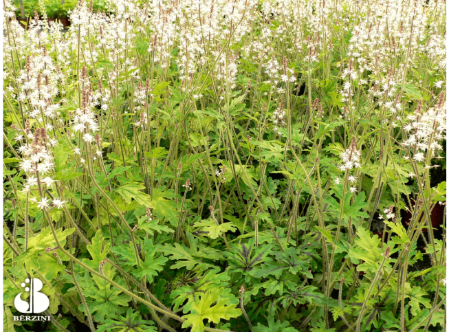 Tiarella   'Black Snowflake'